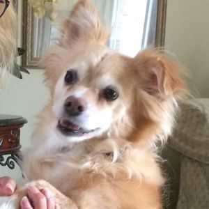 Meet your Posher, Nancy